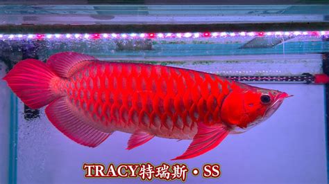 紅龍飼養|【養紅龍】打造絕美龍魚！紅龍養殖的關鍵秘訣全公開